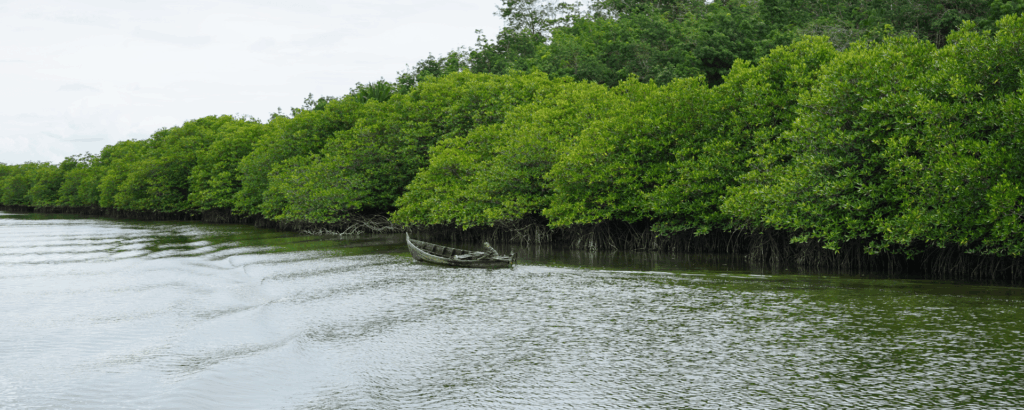 Guinea Launches First Blue Carbon Mangrove Project